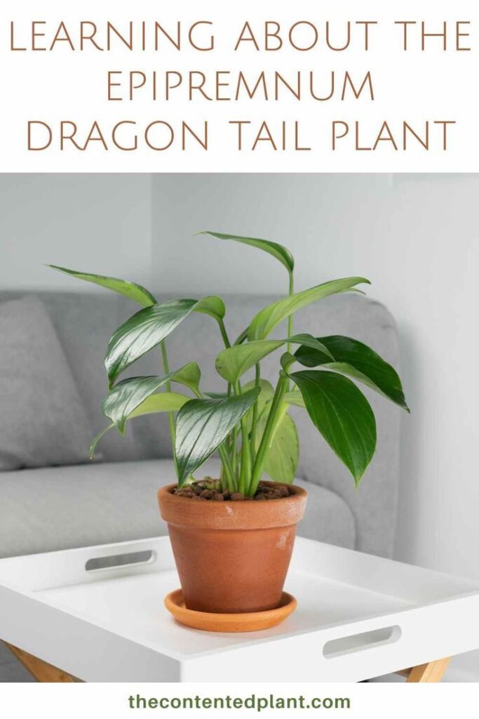 Learning About The Epipremnum Dragon Tail Plant