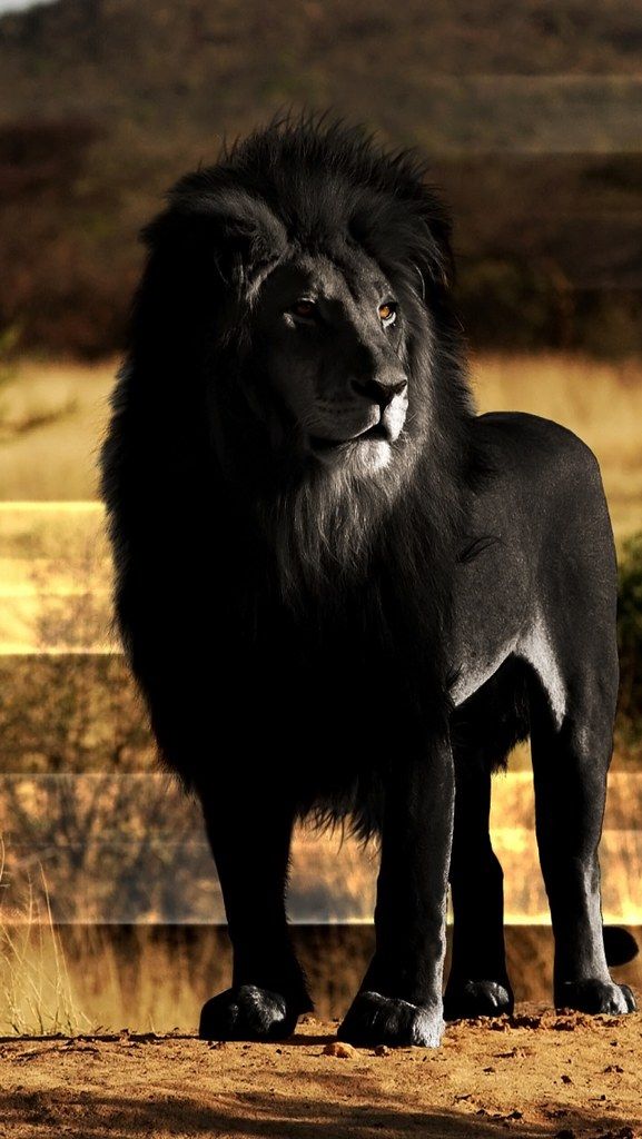 lion_black_lion_mane_rock_56883_640x1136