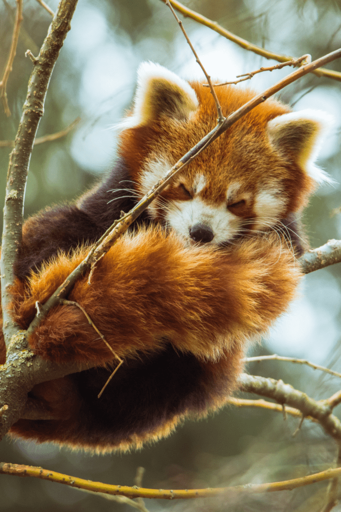 Of Red Panda Sleeping On Tree Branch Images