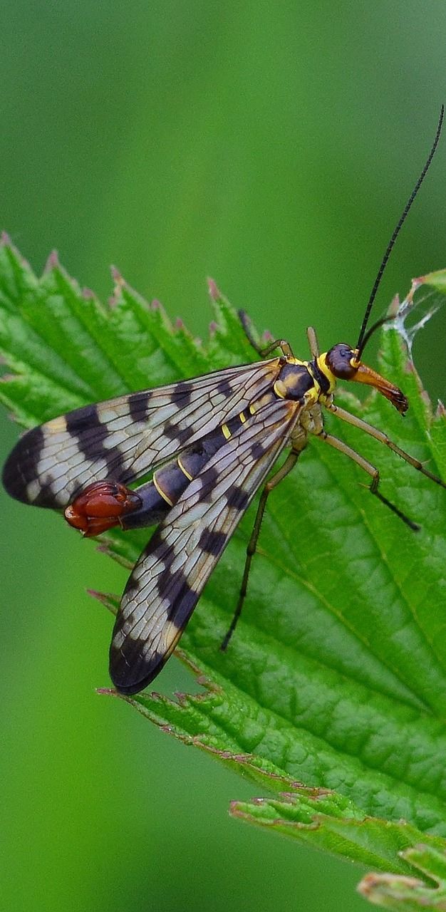 Picture of a scorpion fly