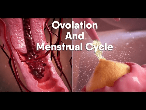 Ovulation And Menstrual Cycle Often Called Periodmedical Animationdandelionteam Images