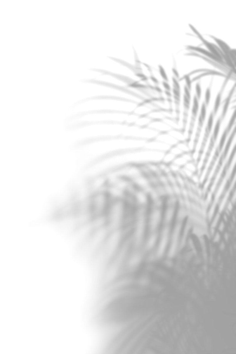 , premium psd , of Shadow of palm leaves on