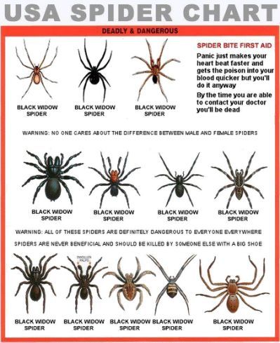 Spider Chart Gracelessland Images