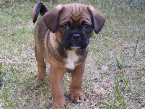 ‘Humphrey the Pugalier’ by S,ie13 Images