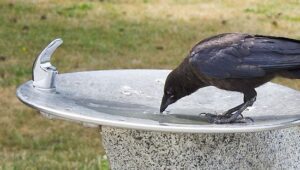 ‘Thirsty crow’ by Rod Raglin HD Wallpaper