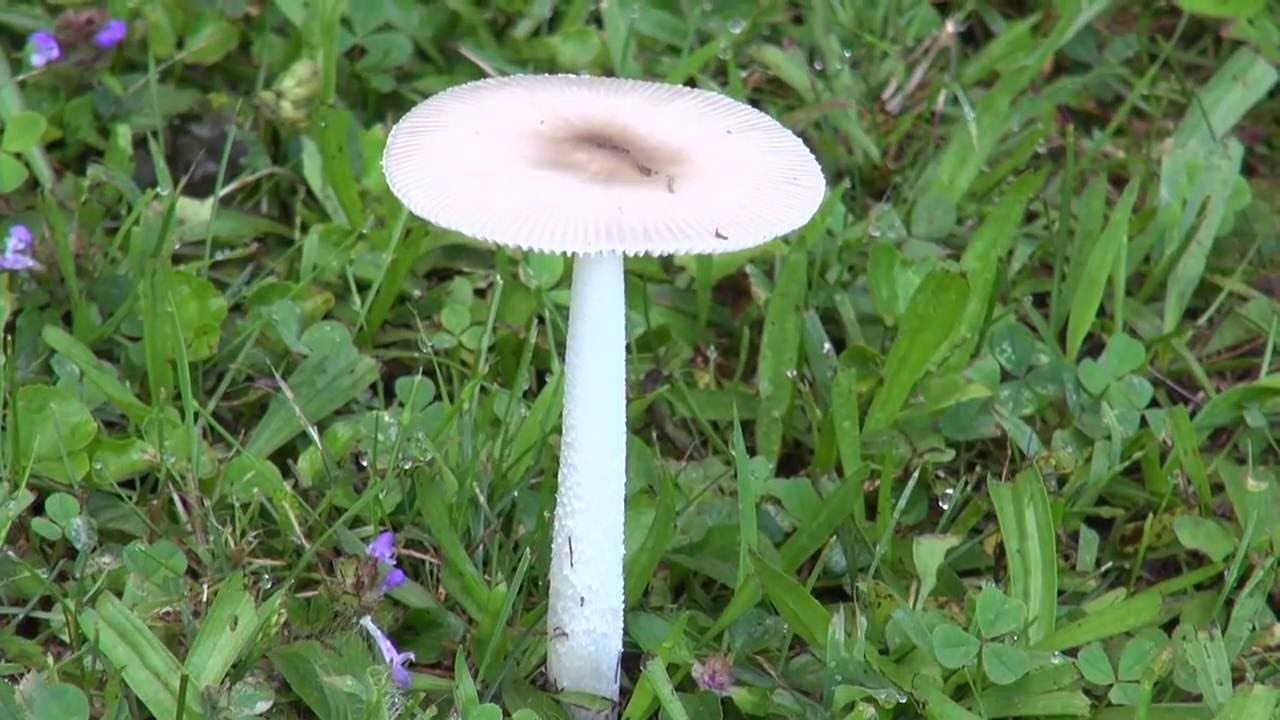 ⟹ MUSHROOMS | Agaricus bisporus | Morning mushrooms