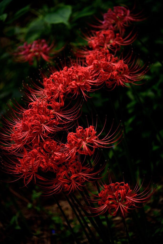 12ーRed Spider Lily 12 Images